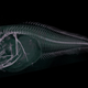 Illustration for article titled Three Freaky New Fish Species Discovered in One of the Worlds Deepest Trenches